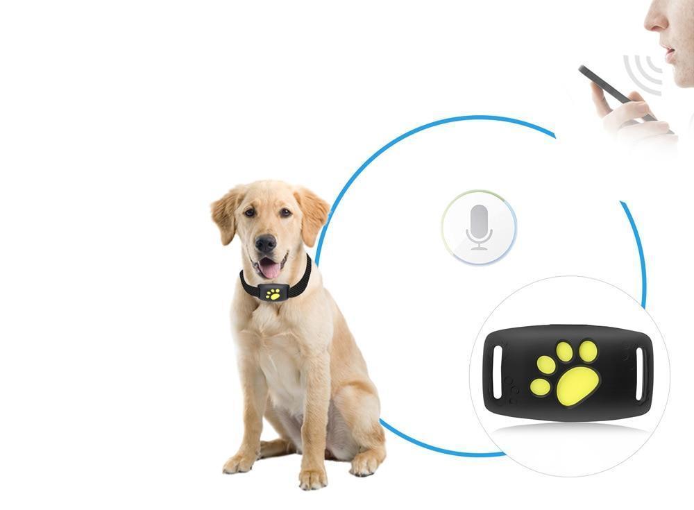 GPS Collar For Cats Real-Time Tracking – Safety And Peace of Mind
