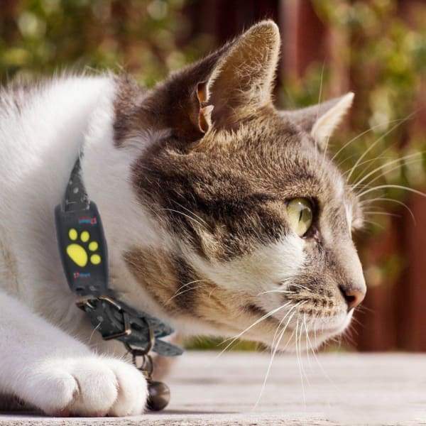 GPS κολιέ για γάτες παρακολούθησης σε πραγματικό χρόνο – ασφάλεια και ηρεμία